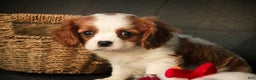 Cavalier King Charles Spaniel dogs for sale: Barnaby - Ad 4