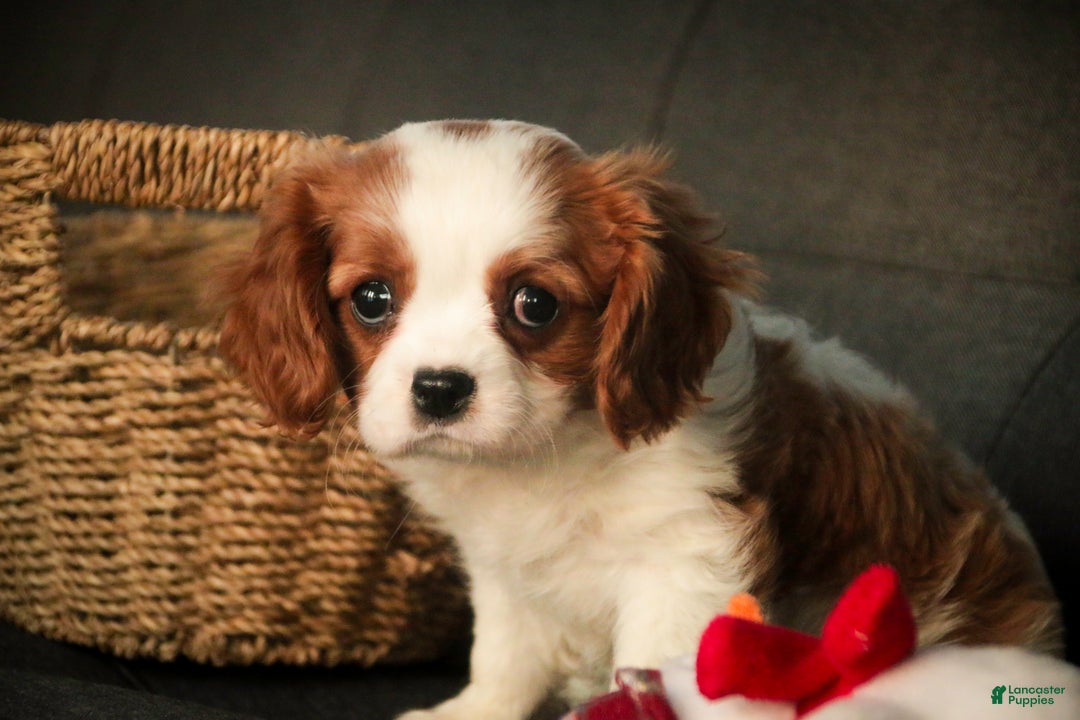 Cavalier King Charles Spaniel dogs for sale: Barnaby - Ad 4