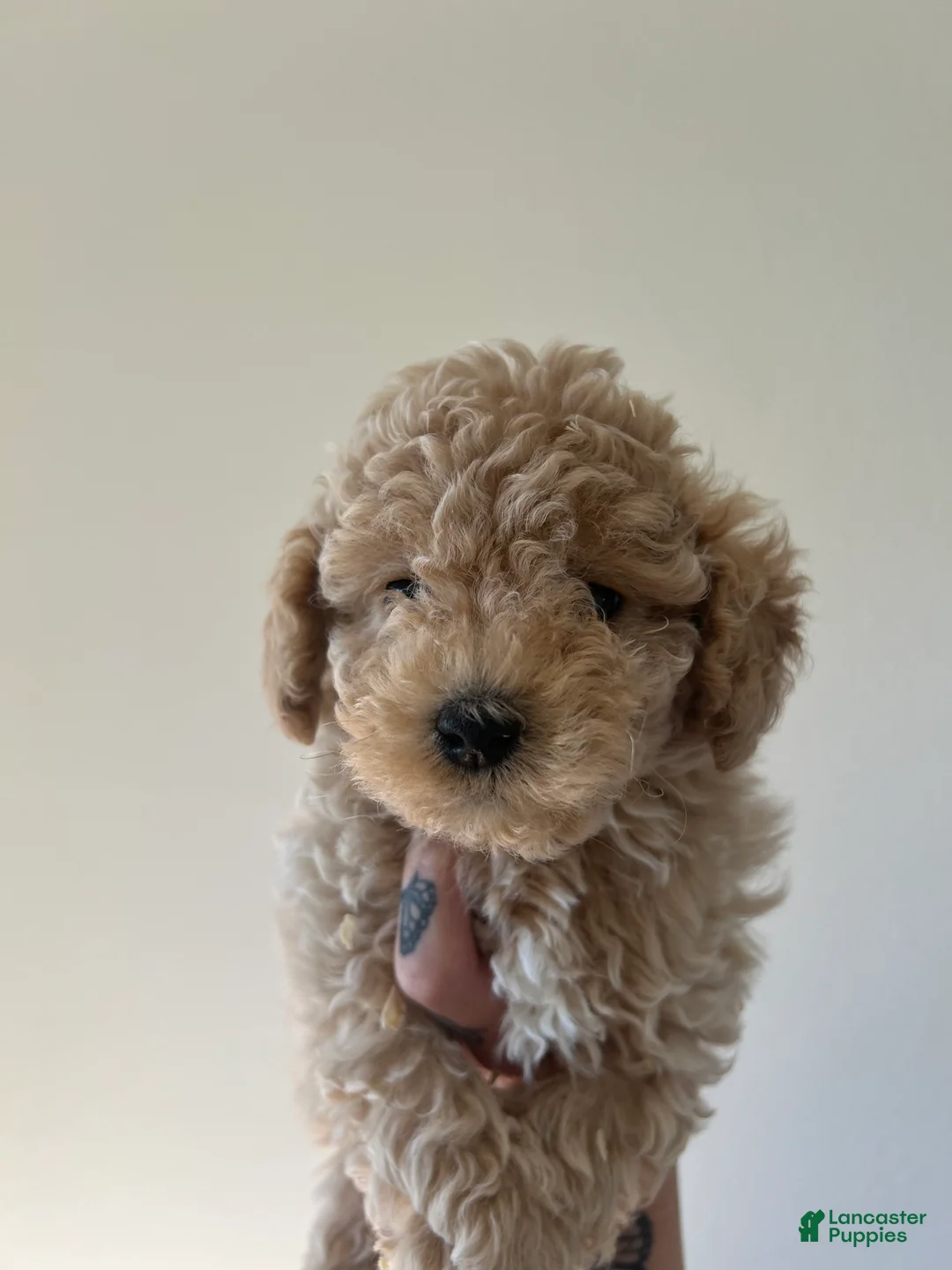 Toy Poodle dogs for sale: Teddy  - Ad 1