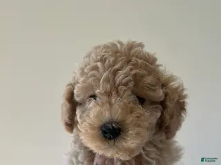Toy Poodle dogs Teddy - Ad 15