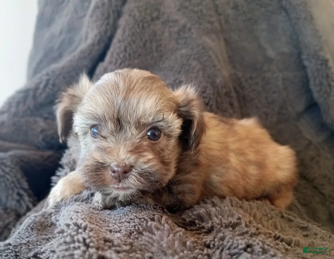 Havapoo dogs for sale: Lila - Ad 2