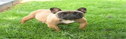 French Bulldog dogs for sale: Koa  - Ad 6