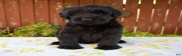 Giant Schnauzer dogs for sale: Renae - Ad 1