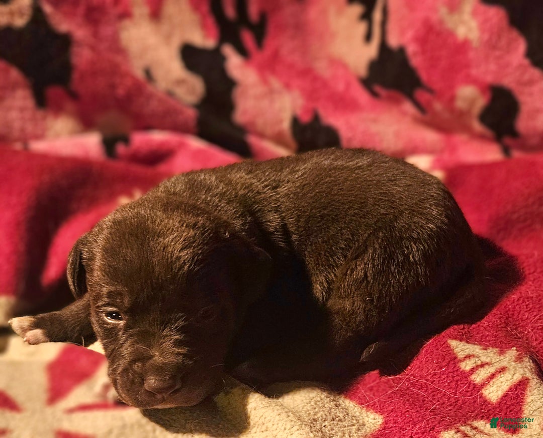 Border Collie dogs for sale: Hook - Ad 2