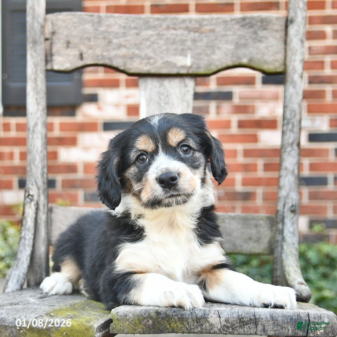 Mixed Breed dogs for sale: Harmony  - Ad 3