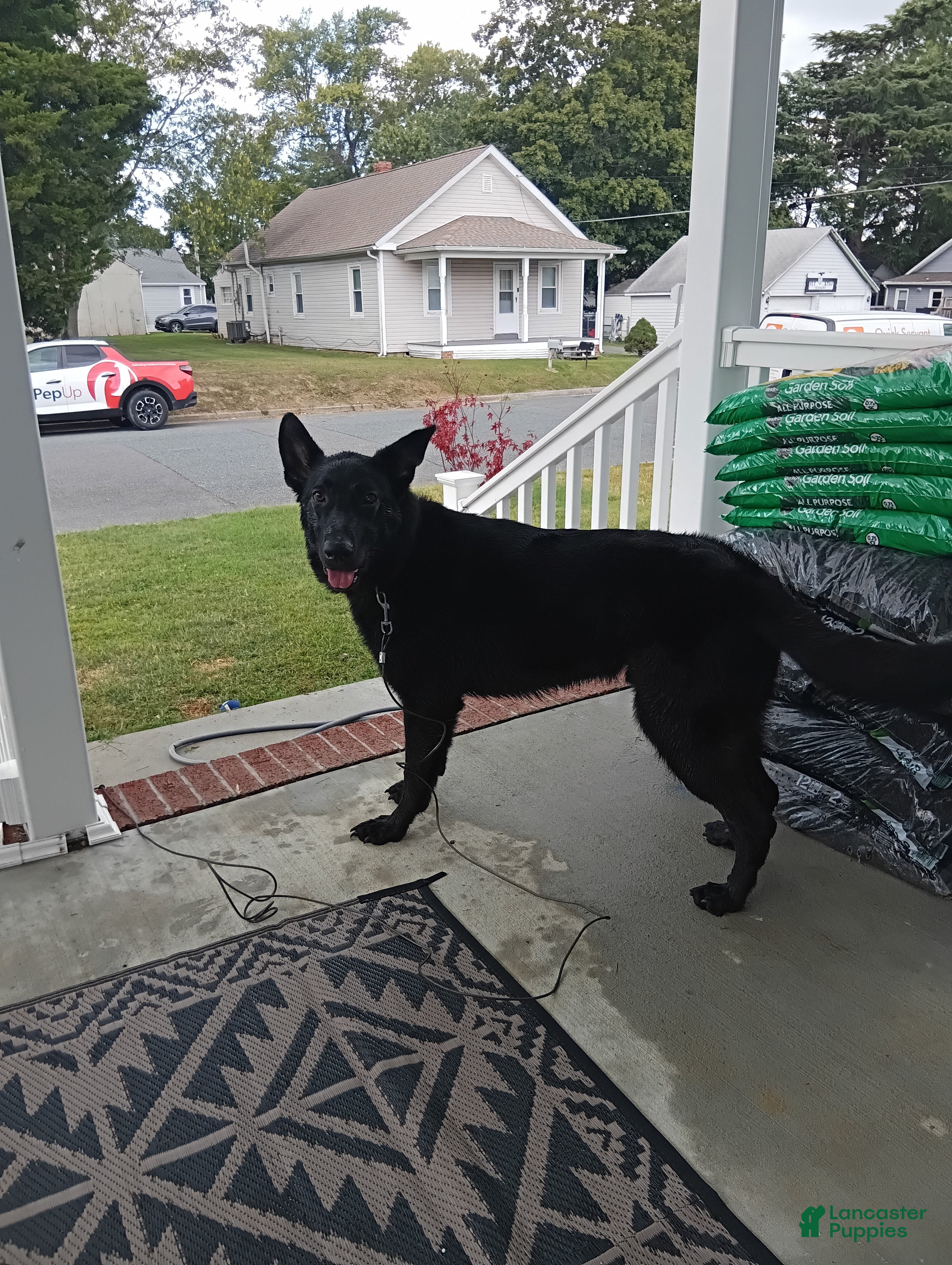 Sheprador dogs Remus - Ad 1