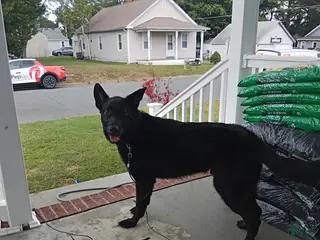 Sheprador dogs Remus - Ad 1