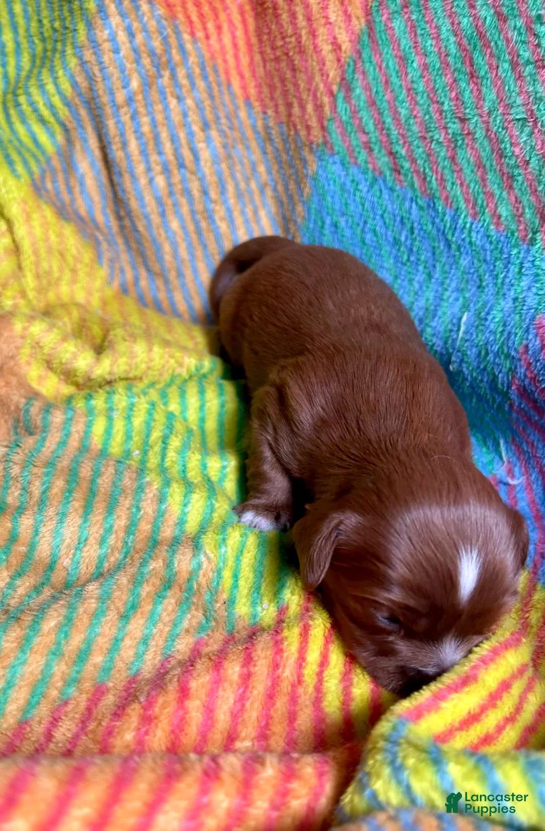 Cavapoo dogs for sale: Teddy - Ad 2
