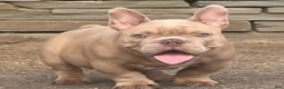 American Bully dogs for sale: American Bully Puppy 1 - Ad 1