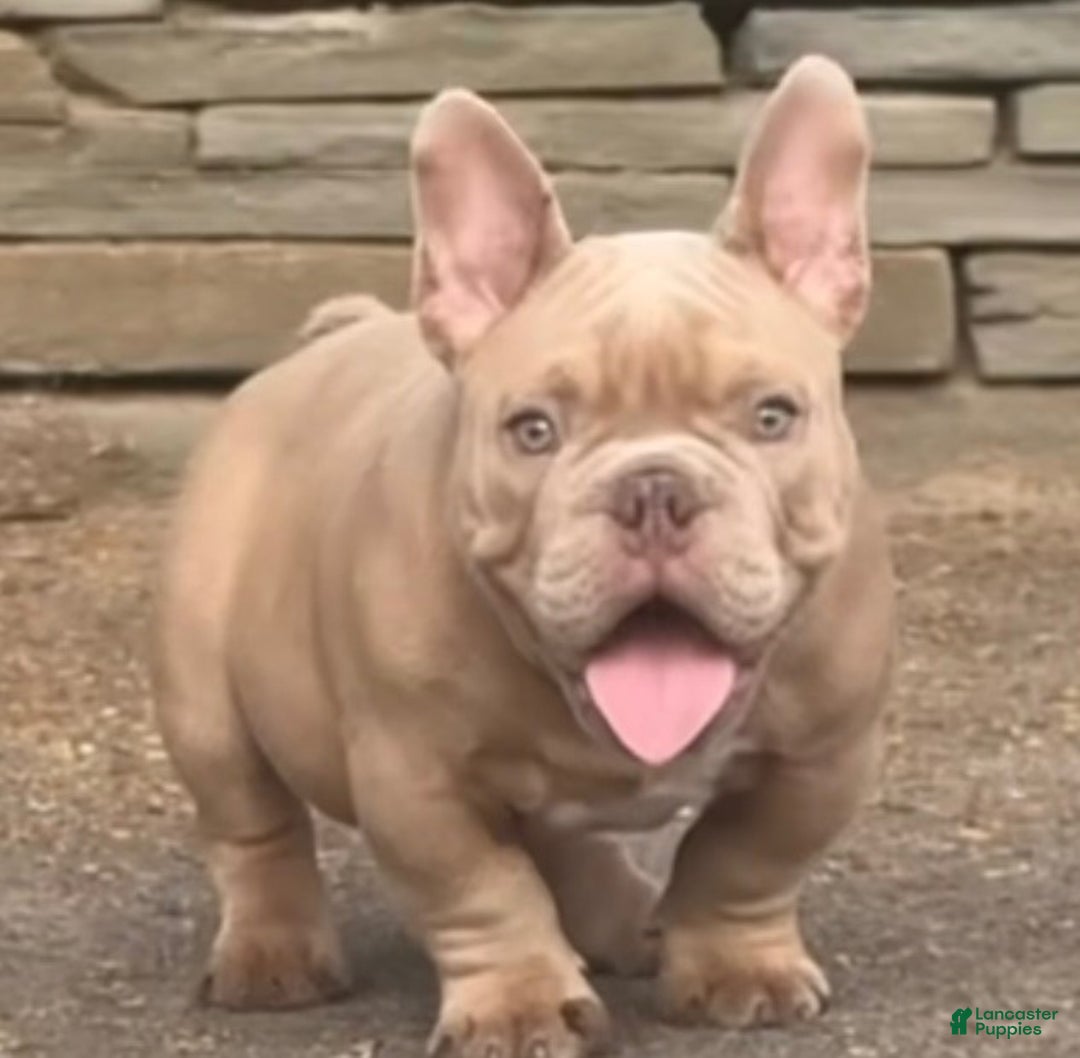 American Bully dogs for sale: American Bully Puppy 1 - Ad 1