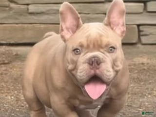 American Bully dogs American Bully Puppy 1 - Ad 40