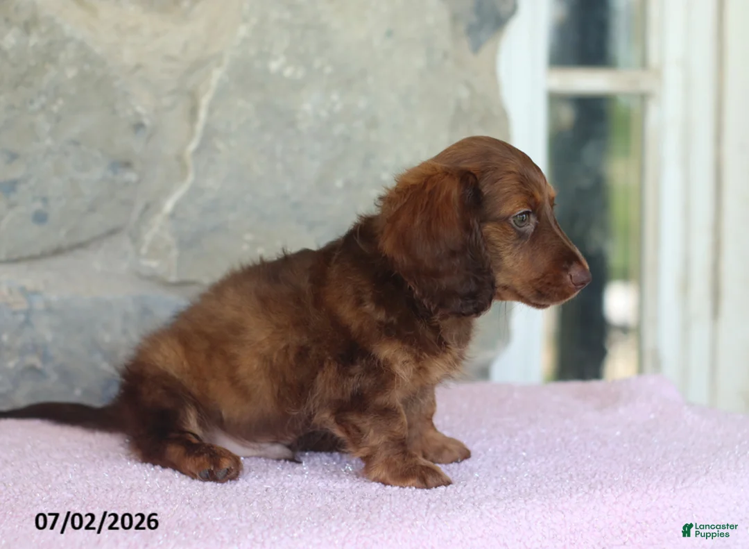 Miniature Dachshund dogs for sale: Winston - Ad 5