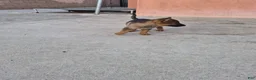 German Shepherd dogs for sale: German Shepherd 5 - Ad 4