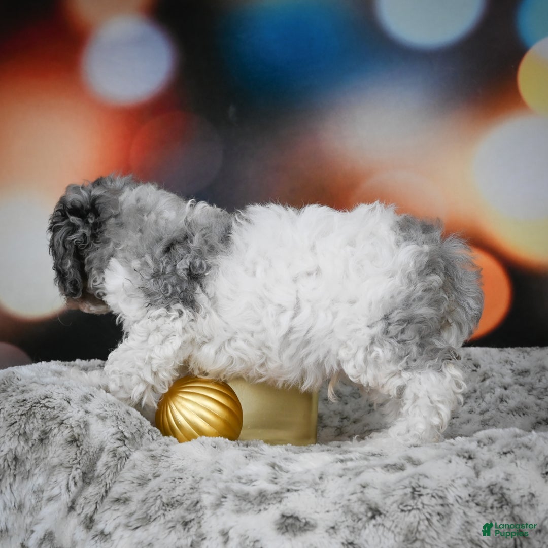 Cockapoo dogs for sale: Carl - Ad 7