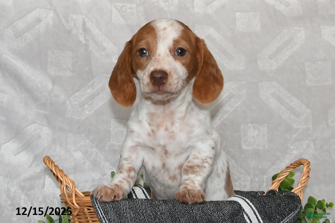 Dachshund dogs for sale: Dianna - Ad 2