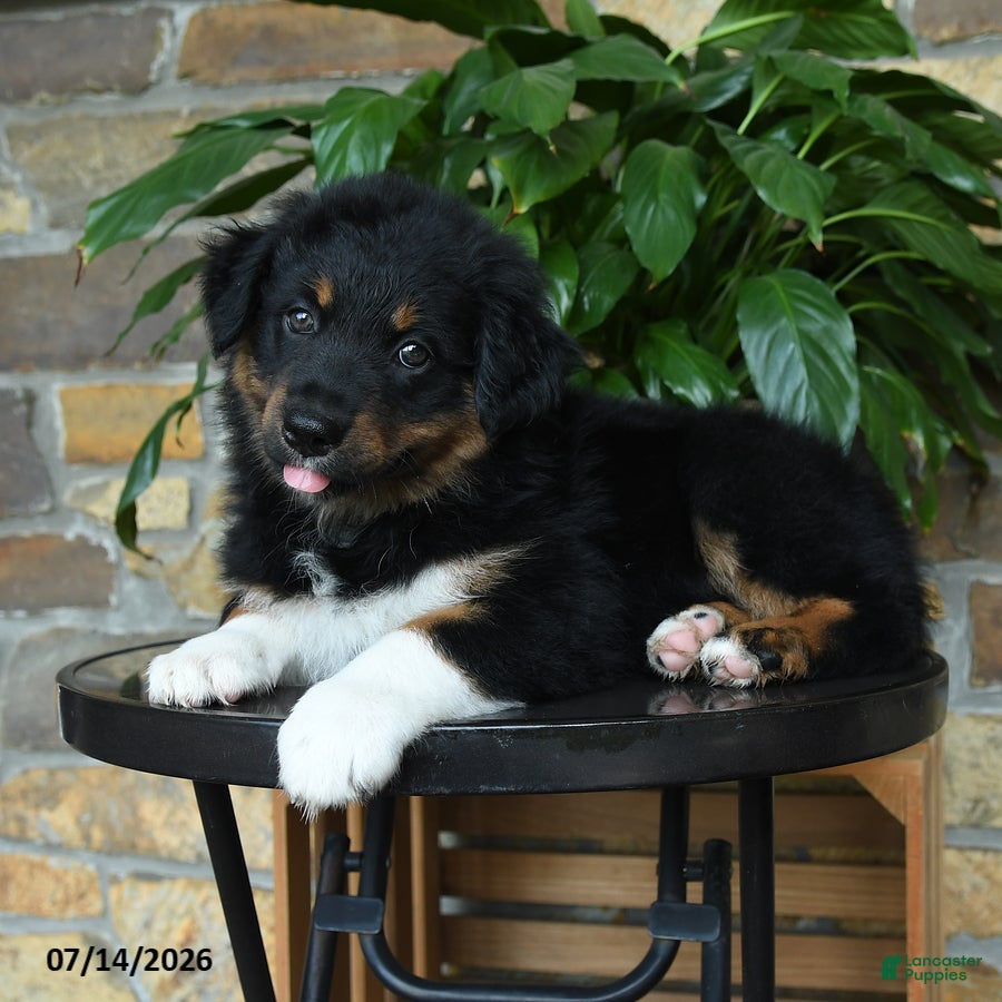 Australian Shepherd dogs Mariah - Ad 2