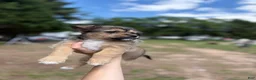 Mixed Breed dogs for sale: Stella - Ad 1