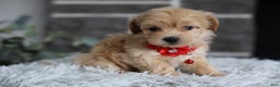 Maltipoo dogs for sale: Robin - Ad 3