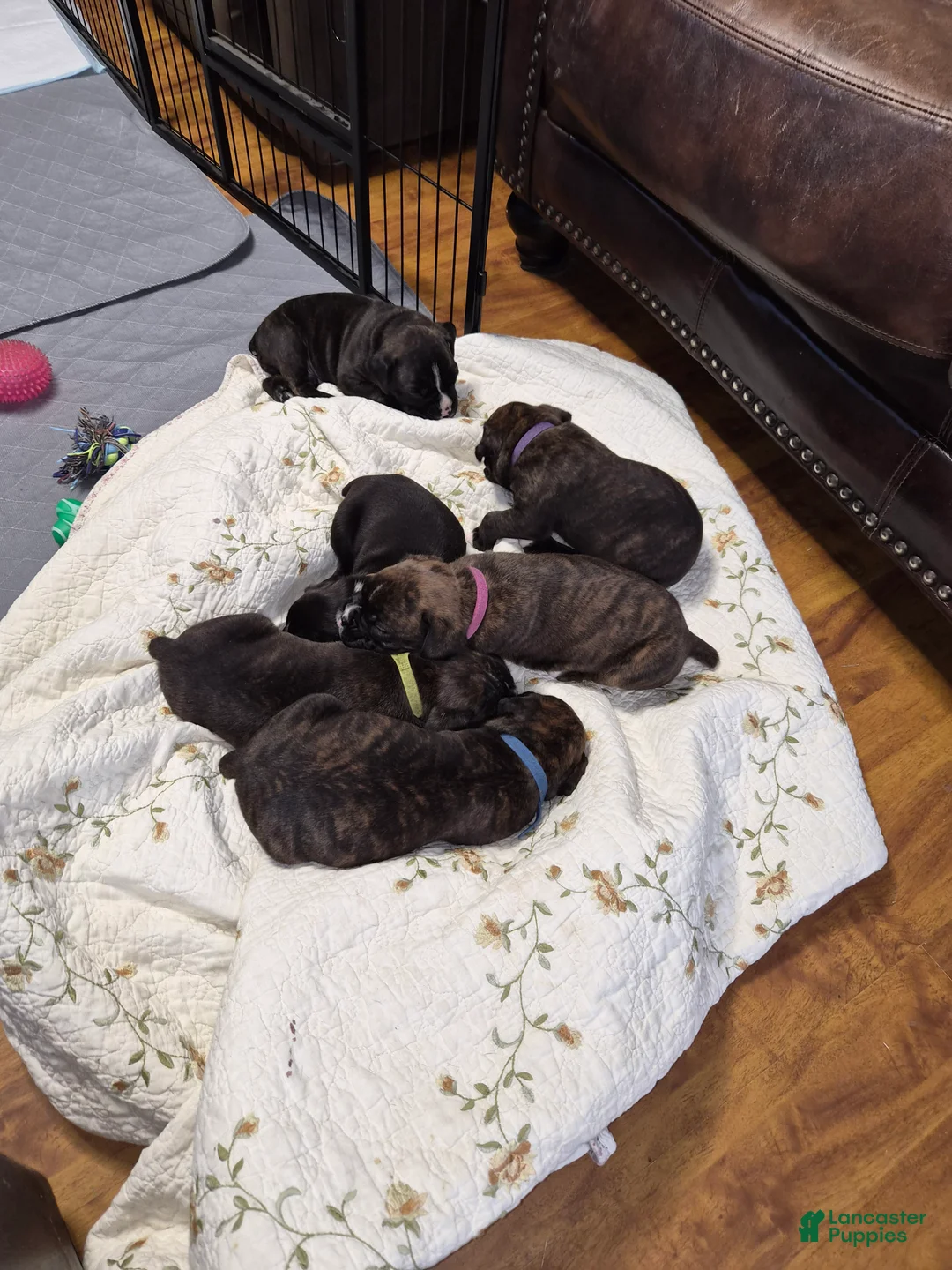 Boxer dogs for sale: Blue - Ad 2