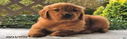 Golden Retriever dogs for sale: Goldie  - Ad 3