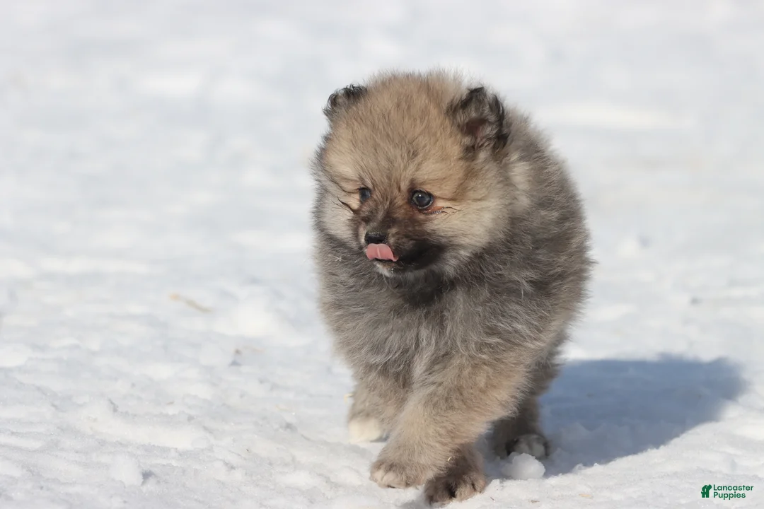 Pomeranian dogs for sale: Bowser  - Ad 2