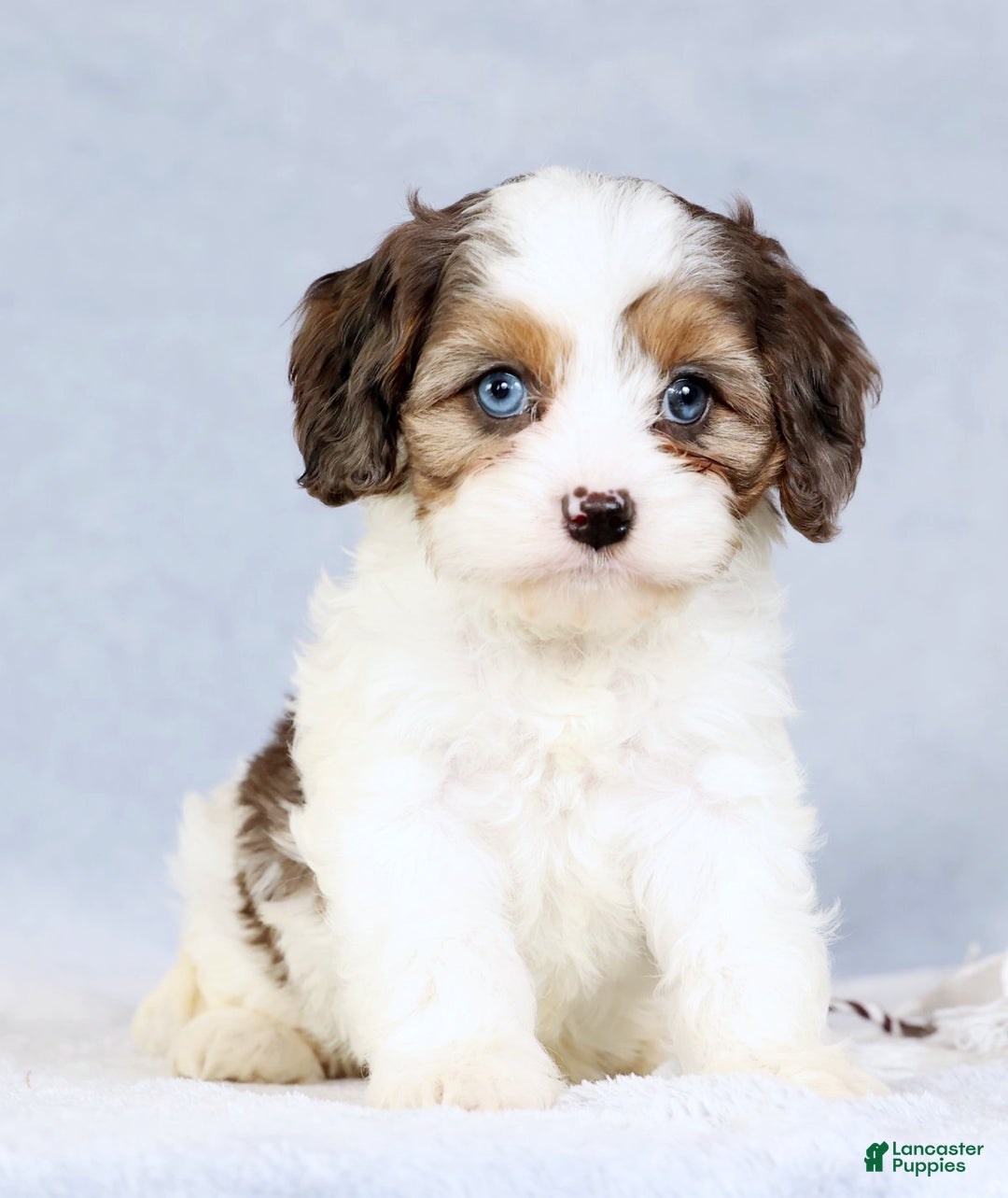 Cavapoo dogs for sale: Brittany - Ad 7