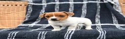 Jack Russell Terrier dogs for sale: Jenny - Ad 2