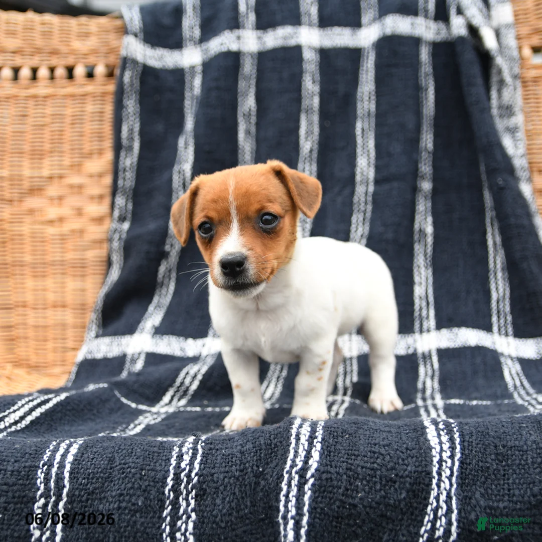 Jack Russell Terrier dogs for sale: Jenny - Ad 2