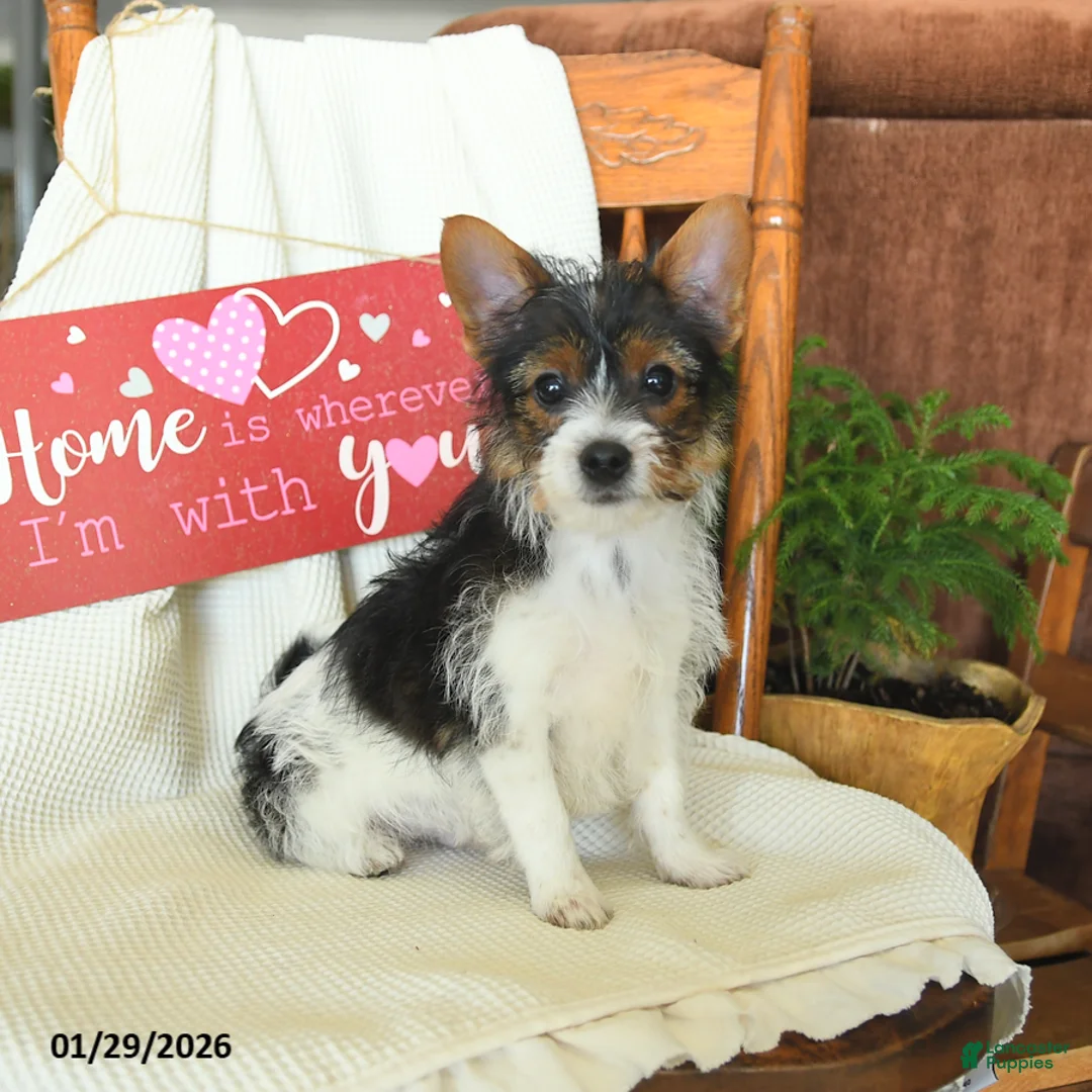 Yorkiepoo dogs for sale: Bear - Ad 3