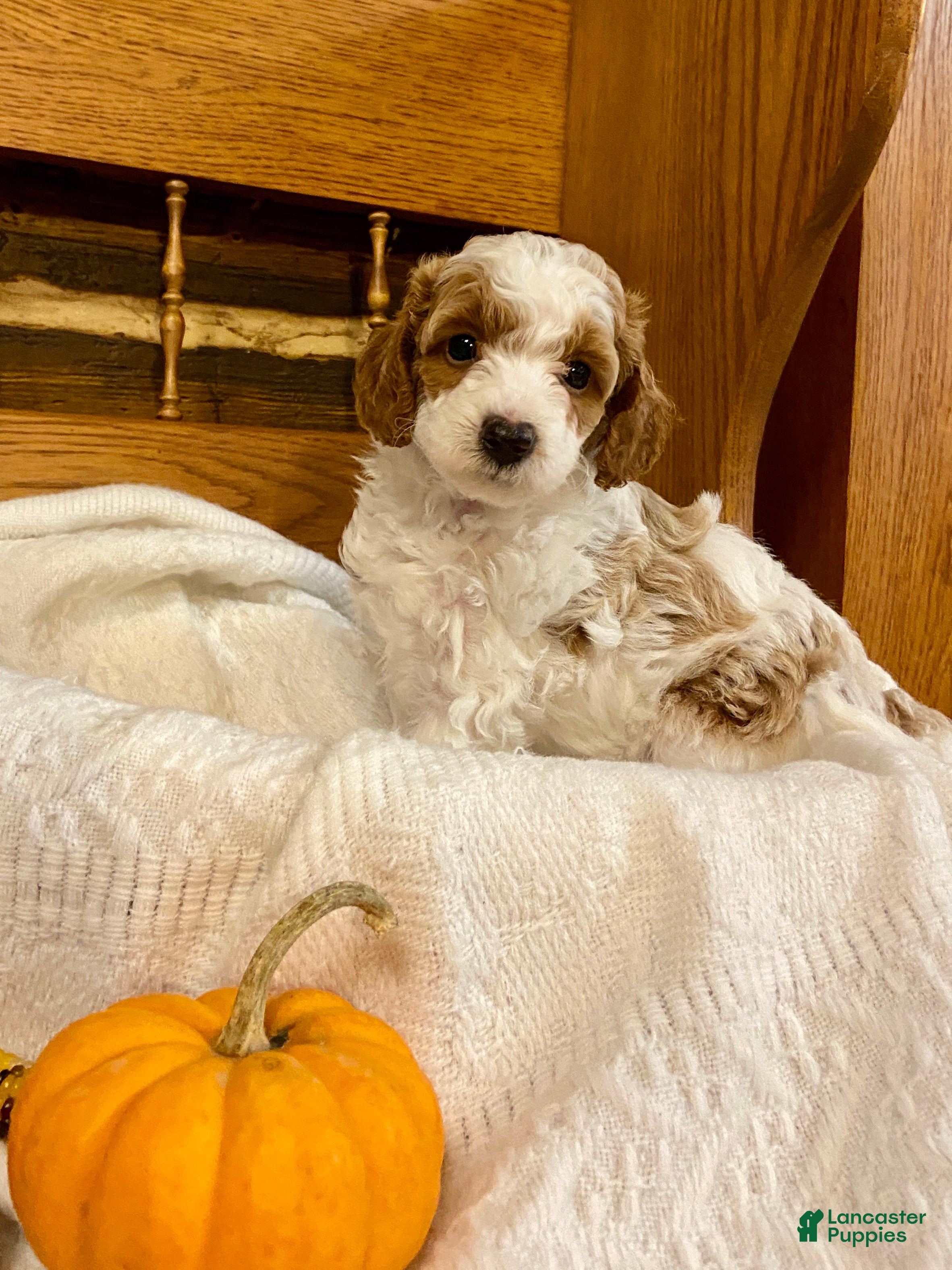 Miniature Poodle dogs Hazel - Ad 1