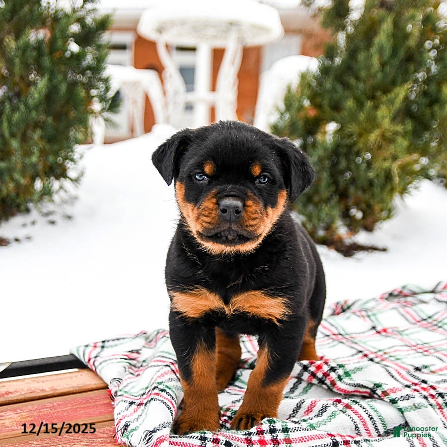 Rottweiler dogs Roxy - Ad 1