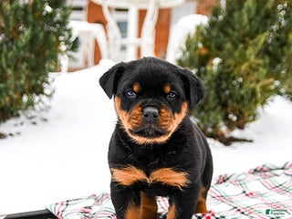 Rottweiler dogs Roxy - Ad 13
