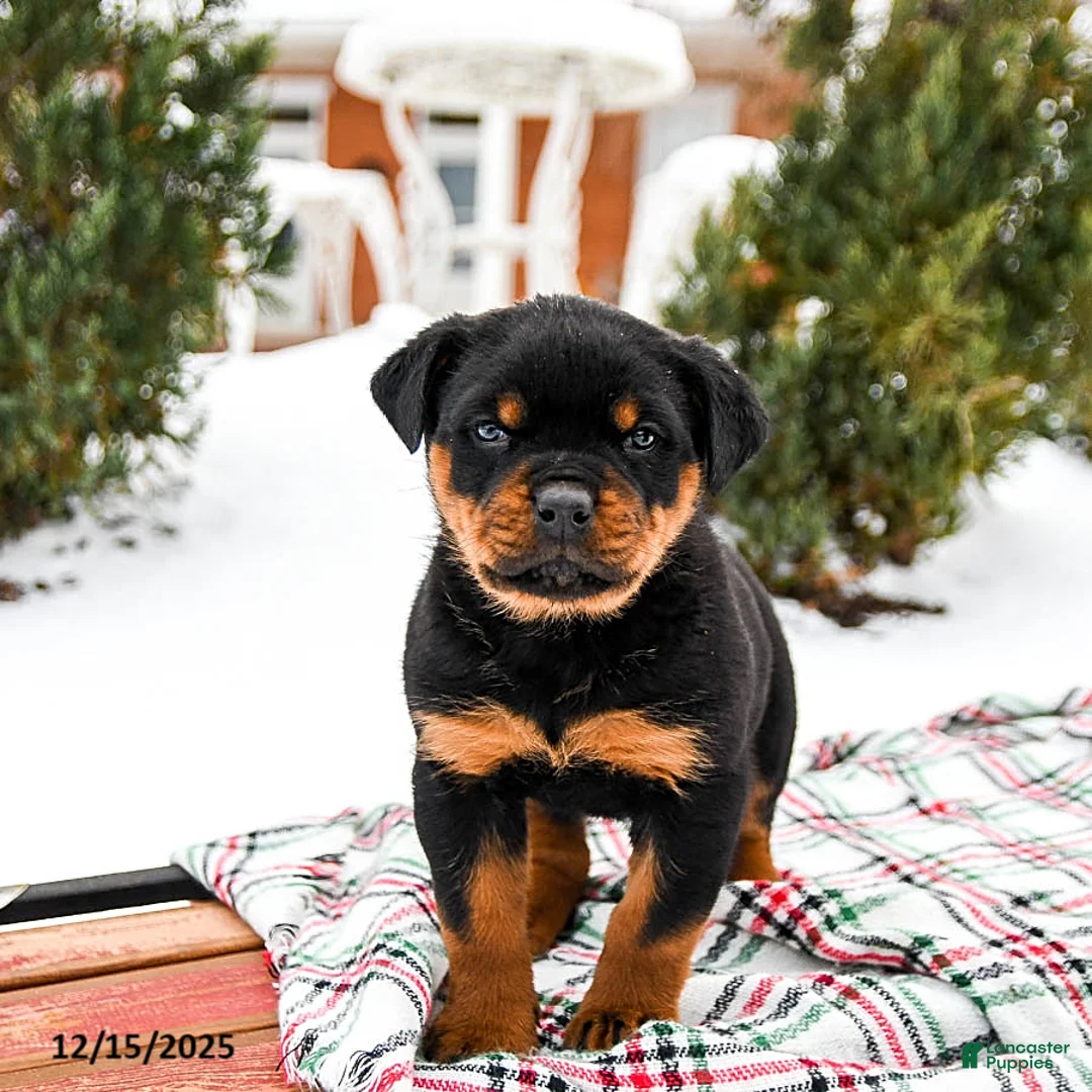 Rottweiler dogs for sale: Roxy - Ad 1