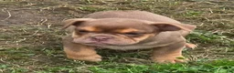 English Bulldog dogs for sale: Tinkabelle chocolate and tan  - Ad 4