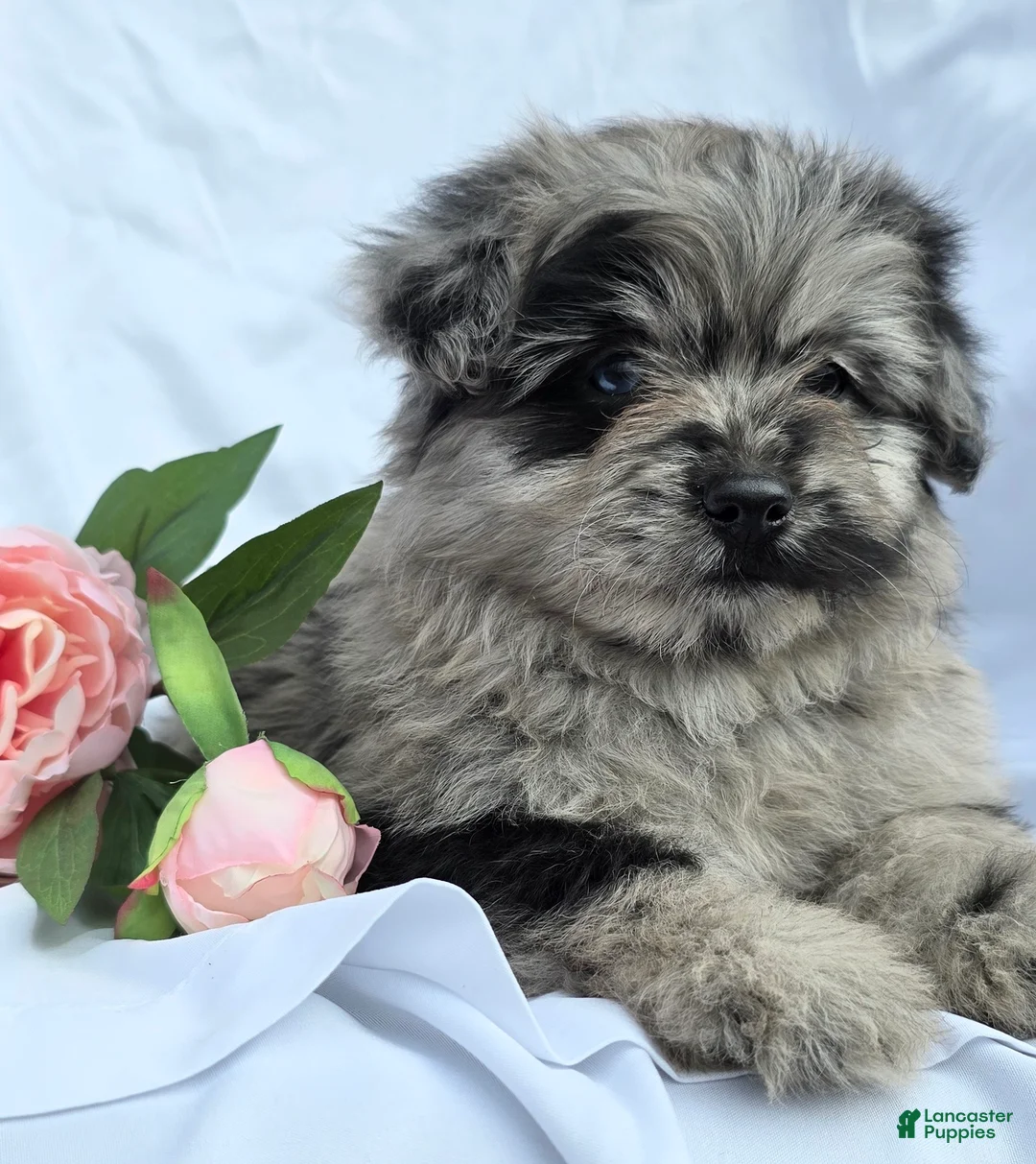 Pomapoo dogs for sale: Pomapoo Puppy 3 - Ad 1
