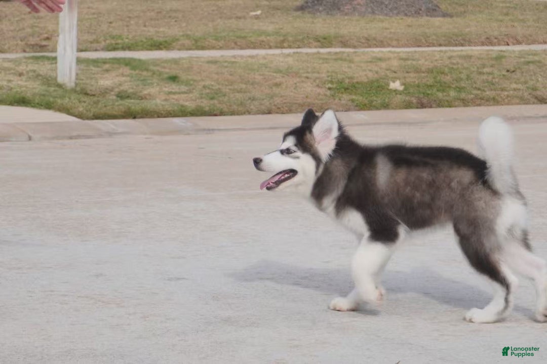 Alaskan Malamute dogs for sale: Xiao Cheng - Ad 16