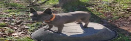 Frenchton dogs for sale: Jane - Ad 6
