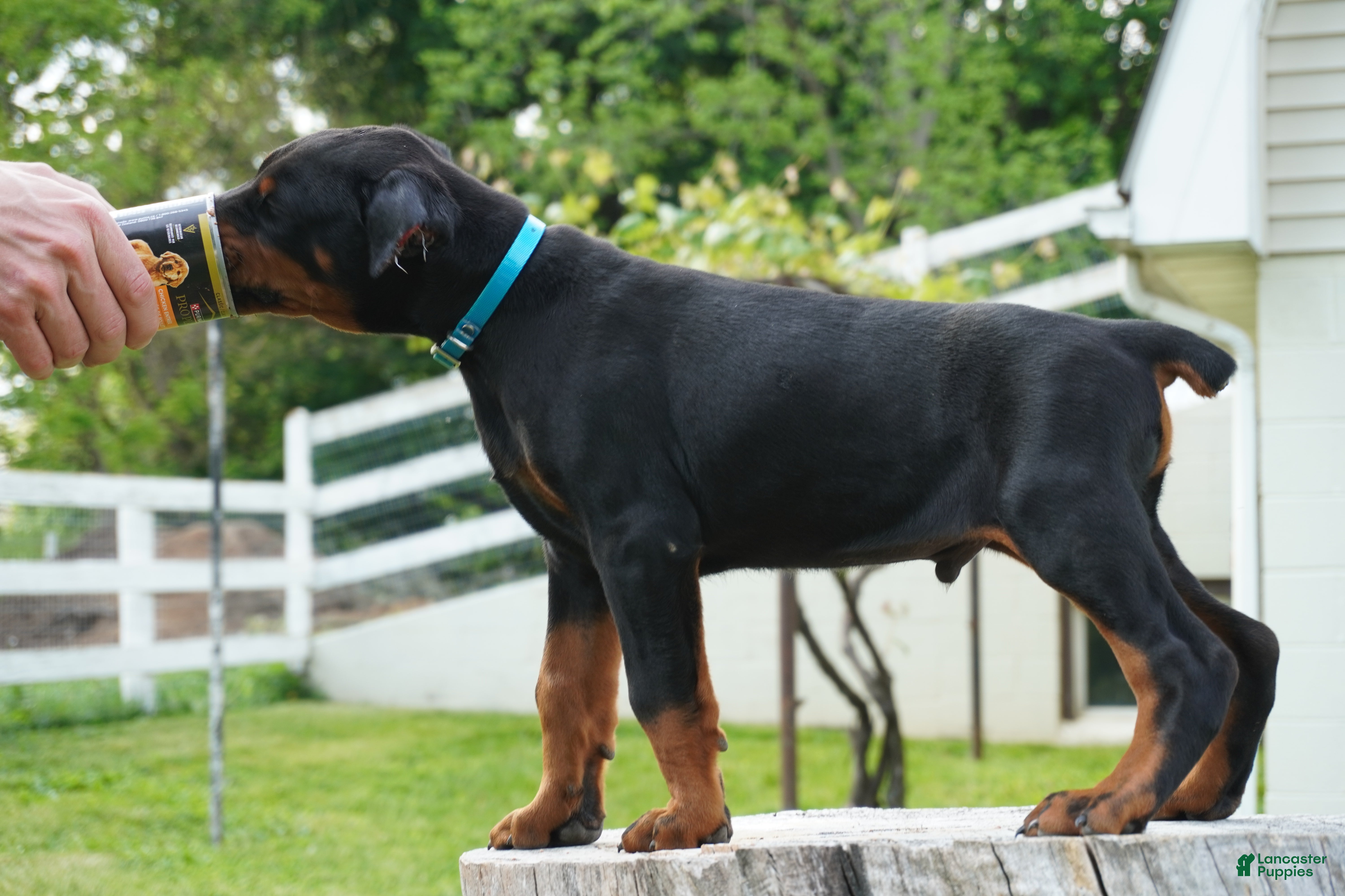 Doberman Pinscher dogs Maximus - Ad 1