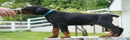 Doberman Pinscher dogs for sale: Maximus - Ad 1