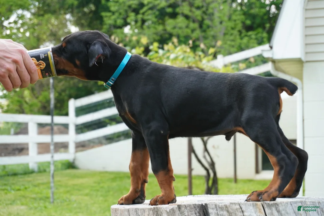 Doberman Pinscher dogs for sale: Maximus - Ad 1