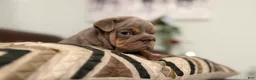 English Bulldog dogs for sale: English Bulldog 1 - Ad 2