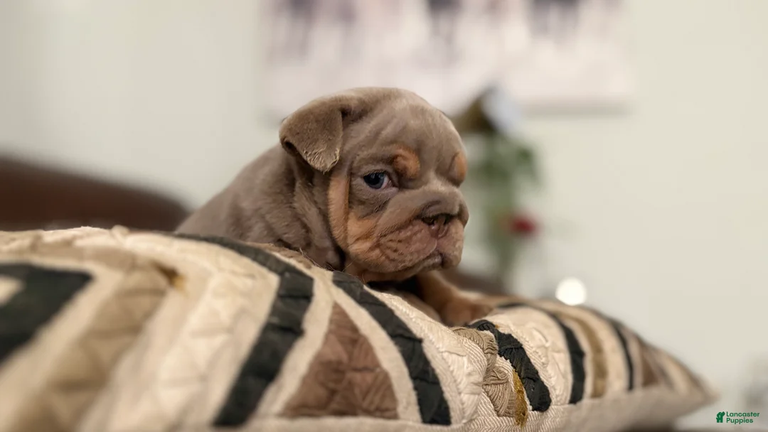 English Bulldog dogs for sale: English Bulldog 1 - Ad 2
