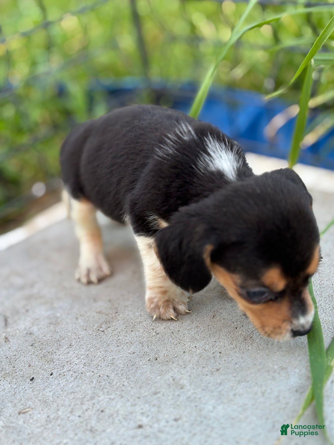 Beagle dogs for sale: August - Ad 9