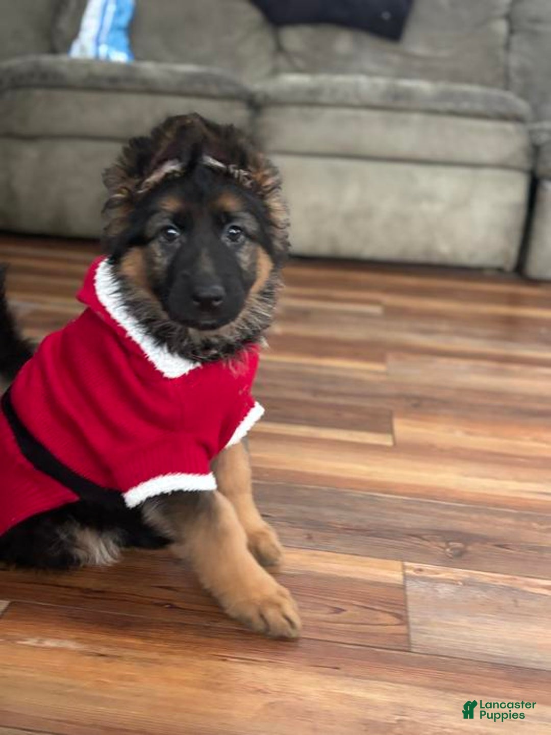 German Shepherd dogs for sale: German Shepherd Puppy 1 - Ad 2