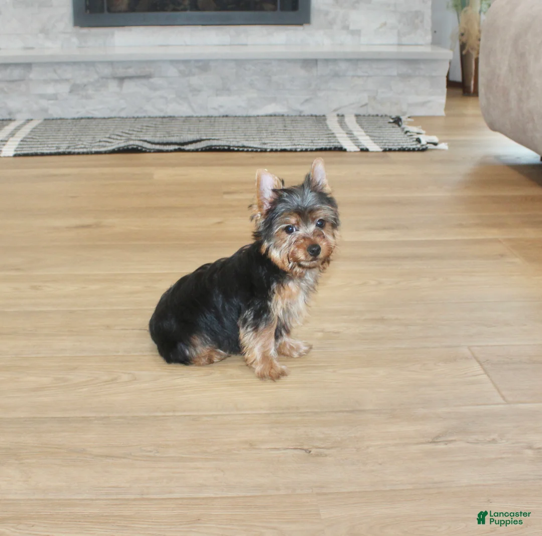 Yorkshire Terrier dogs for sale: Robot - Ad 8