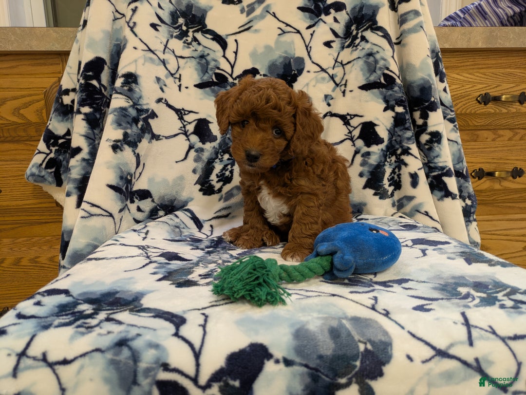 Jackapoo dogs for sale: Jasper - Ad 2