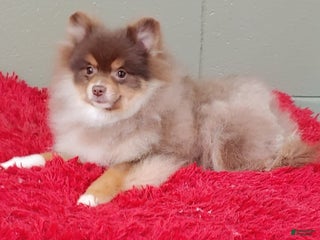 Pomeranian dogs - Ad 22