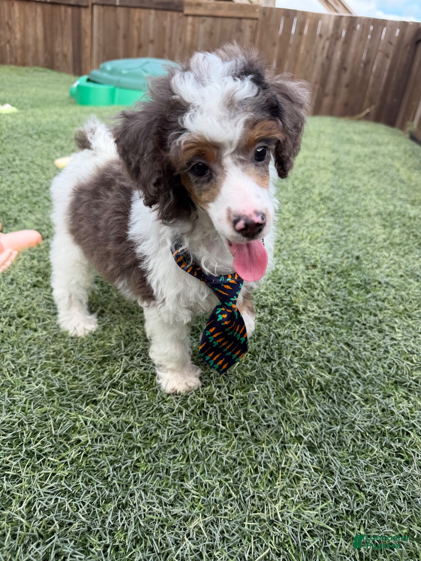 Miniature Poodle dogs Akc Clear 🧬 Tested Blue Merle  Phantom Parti- Bb - Ad 2
