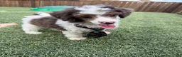 Miniature Poodle dogs for sale: Akc Clear 🧬 Tested Blue Merle  Phantom Parti- Bb - Ad 2