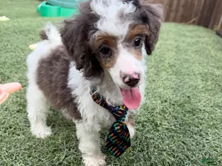 Miniature Poodle dogs Akc Clear 🧬 Tested Blue Merle Phantom Parti- Bb - Ad 2